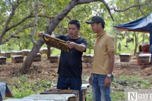Xã miền núi Gia Lai kỳ vọng đưa con 'ăn hương ăn hoa' thành thương hiệu đủ điều kiện xuất khẩu