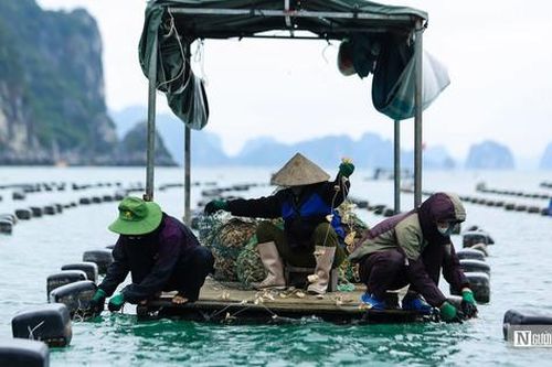 Tăng cường sản xuất thủy sản các tháng cuối năm
