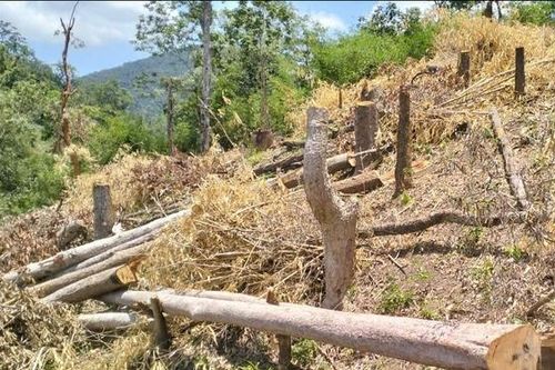 Gia Lai: Điều tra vụ phá rừng trái phép tại huyện Kông Chro