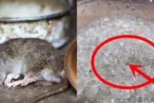 Để diệt chuột, đừng vội mua thuốc độc hại! Dạy bạn cách chế thuốc diệt chuột đạt hiệu quả gấp đôi mà lại an toàn