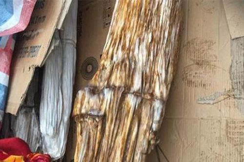 Người đàn ông vô tình phát hiện khúc gỗ lạ ven sông, tưởng đồ bỏ đi hóa ra là 'báu vật' của rừng trị giá hàng chục tỷ