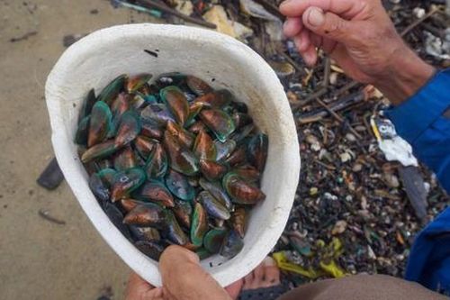 Người dân Đà Nẵng nhặt 'lộc trời' sau bão, thu về hàng chục ký vẹm xanh