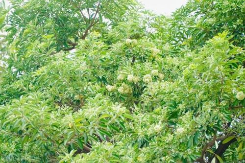 Hương thu Hà Nội nồng nàn hoa sữa