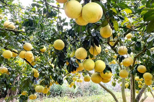 Mùa vàng đất Bưởi