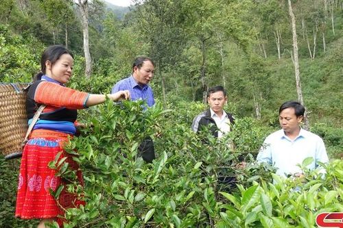 Nỗ lực giảm nghèo ở Háng Đồng