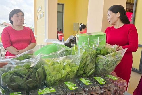 Hướng đi mới từ trồng rau thủy canh ở Thủy Lương