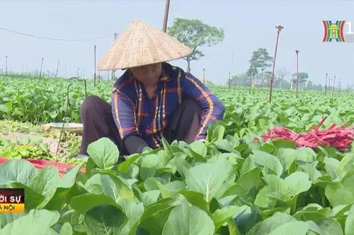 Hà Nội tăng diện tích cây vụ đông sau bão