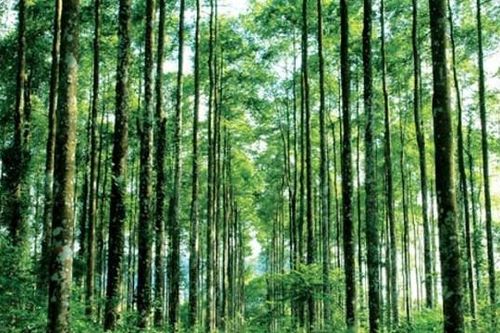 Cách hình thức thanh lý rừng trồng
