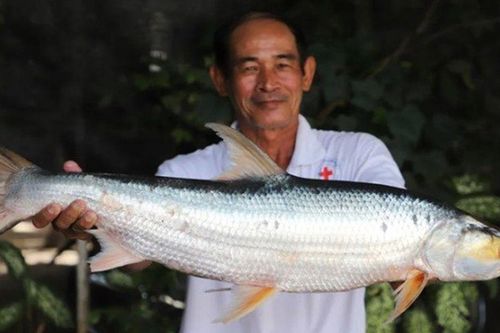 'Bóng ma Mê Kông' tưởng đã tuyệt chủng, nay trở lại gây sốt