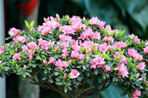 Cách trồng đỗ quyên ra nụ kín cành, hoa to rực rỡ