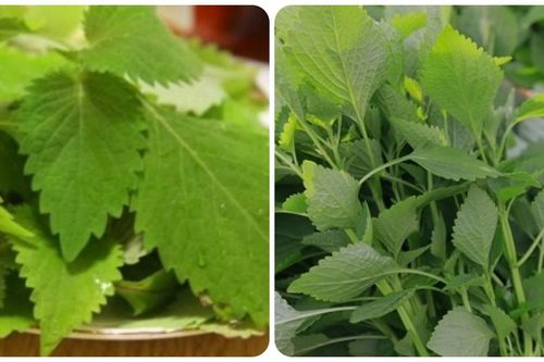 Các bài thuốc chữa bệnh từ rau kinh giới