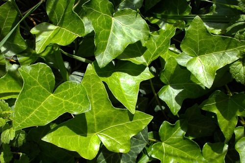 Cây thường xuân hợp mệnh gì?