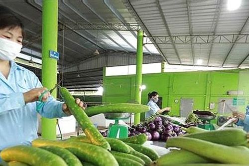 Phát triển sản phẩm OCOP từ vùng chuyên canh hợp tác xã