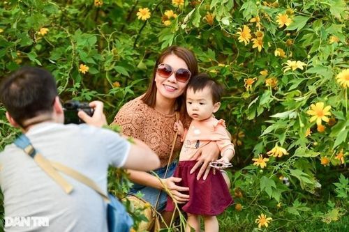 Vườn quốc gia Ba Vì: Bảo đảm an toàn cho du khách ngắm hoa dã quỳ