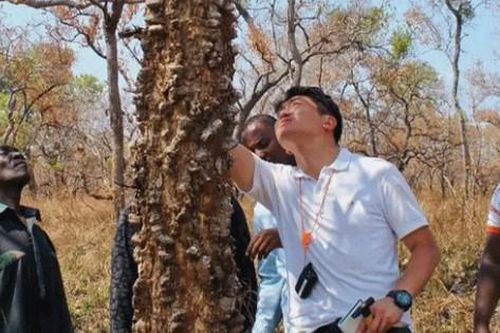 Loài cây quý hiếm bậc nhất hành tinh, phải mất 200 năm mới trưởng thành
