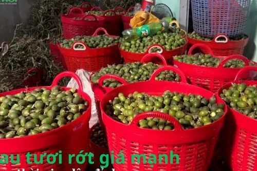Cau tươi rớt giá mạnh sau thời gian lập đỉnh