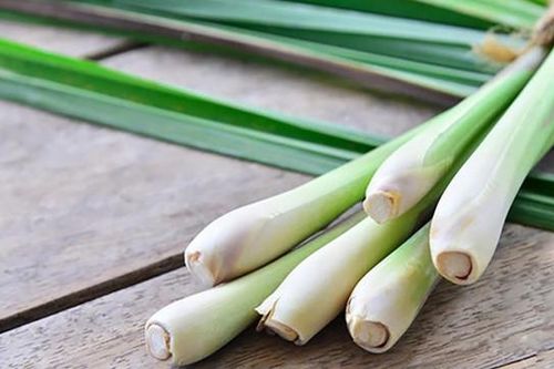Top các loại cây đuổi rắn hiệu quả nên trồng tại nhà