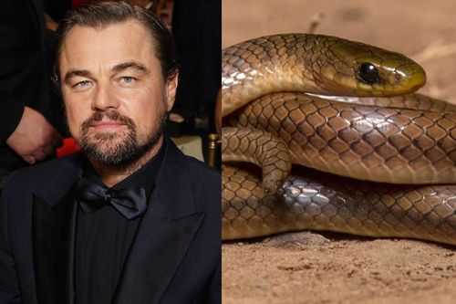 Loài rắn mới có tên Leonardo DiCaprio