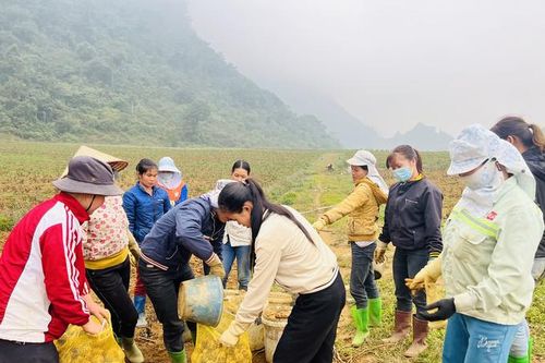 Hòa Bình: mô hình hợp tác xã hiệu quả tại huyện Tân Lạc