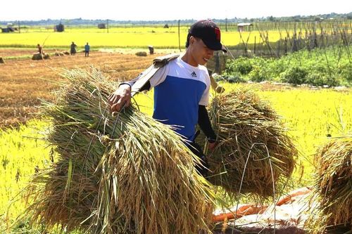 Hạnh phúc khi sống và lao động chân chính ngay tại quê hương