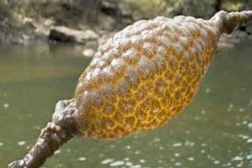 Tá hỏa vớt được sinh vật lạ nhầy nhụa, phát sáng khi đi biển