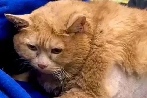 Cận cảnh chú mèo nặng cân nhất thế giới mới qua đời