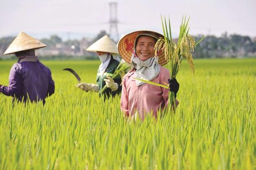 Những 'lo ngại' thiếu định lượng sẽ làm hiểu sai tác động thuế GTGT phân bón 5% với nông dân