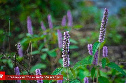 Loài hoa 'báu vật' trên cao nguyên đá Hà Giang