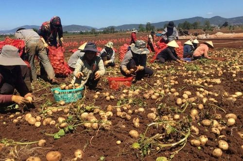 Mở rộng mô hình canh tác khoai tây bền vững năng suất cao tại các tỉnh phía Bắc