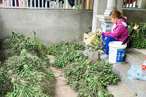 Trung Quốc ngừng thu mua, giá cau ở nhiều nơi 'lao dốc'