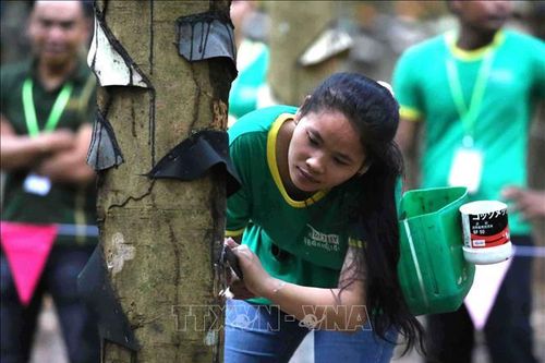 Sôi động hội thi 'bàn tay vàng' của công nhân cao su Campuchia