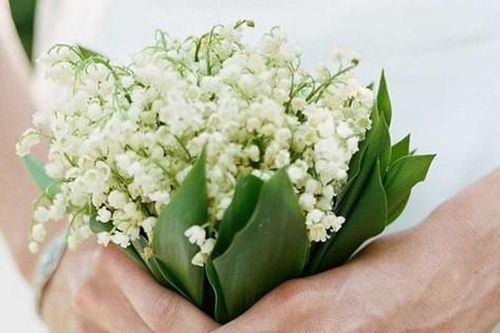 Loại hoa mọc dại ven đường, nằm trong top đắt nhất thế giới - Hoa cưới khiến nhiều cô dâu mê mẩn