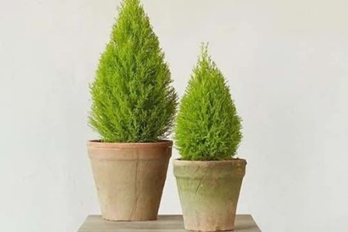 10 loại cây đuổi muỗi hiệu quả, trồng trong nhà vừa đẹp vừa giúp thanh lọc không khí