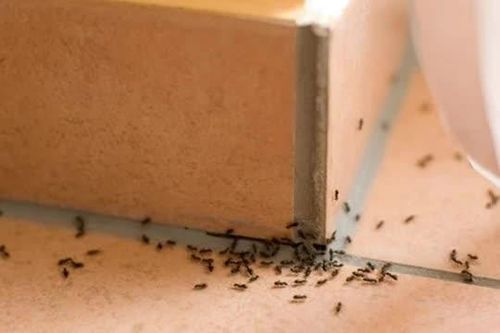 Nếu trong nhà có kiến, không cần dùng nước sôi hay thuốc, hướng dẫn bạn một mẹo đơn giản để ngăn kiến vào nhà