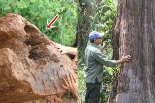 Việt Nam là nước duy nhất có quần thể cây gỗ quý hiếm sắp tuyệt chủng: Sinh vật cổ 'vô sinh' chỉ còn 162 cây
