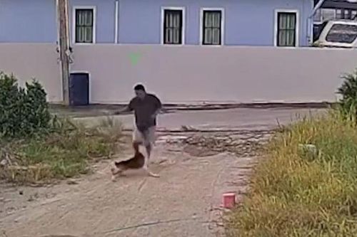 CLIP: Đang ngồi bấm điện thoại, người đàn ông bị chó Pitbull lao vào tấn công và cái kết