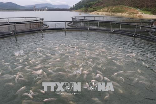 Lào Cai tập trung các giải pháp phát triển nuôi trồng thủy sản