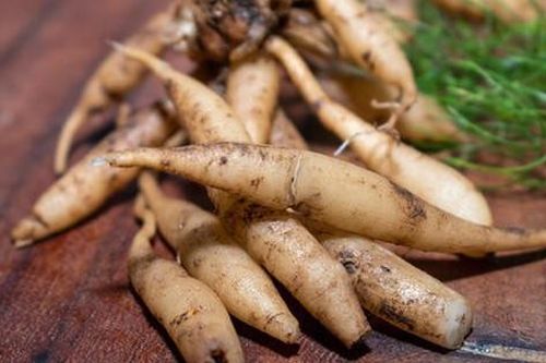 Loại cây được ví như 'nữ hoàng của các loại thảo mộc' và là 'thần dược' của phái nữ