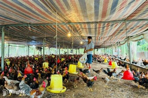 Người nuôi gà ta thả vườn lại gặp khó