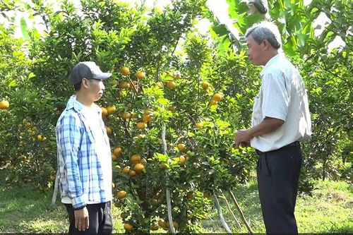 Lai Vung quyết tâm khôi phục vườn quýt hồng