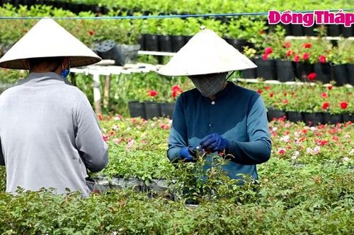 TP Sa Đéc phát triển bền vững ngành hàng hoa, kiểng