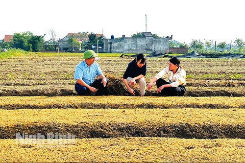 Yên Mô mở rộng diện tích liên kết sản xuất cây vụ Đông ưa lạnh