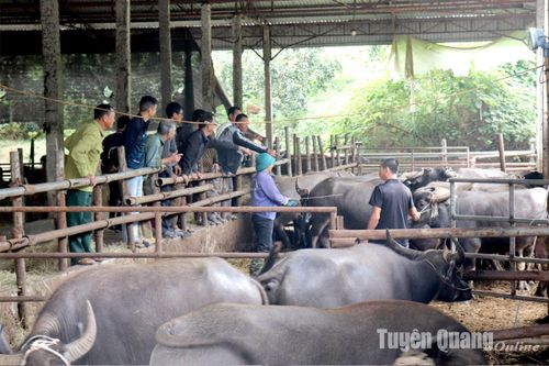 Trao 35 con trâu sinh sản cho hộ nghèo xã Hùng Lợi