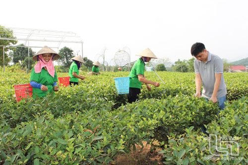 TP. Phổ Yên: Thu nhập người lao động tại hợp tác xã đạt trên 60 triệu đồng/năm