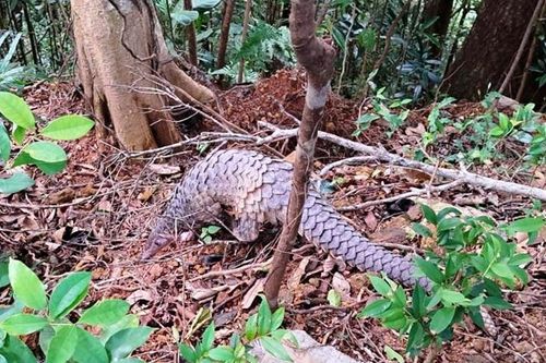 Nói không với thịt thú rừng