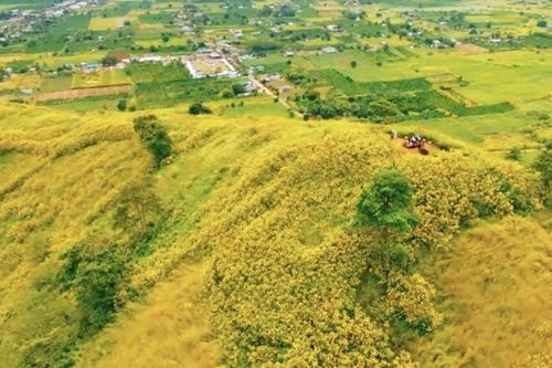 Gia Lai tổ chức 'Tuần lễ Hoa Dã Quỳ - Núi lửa Chư Đang Ya'