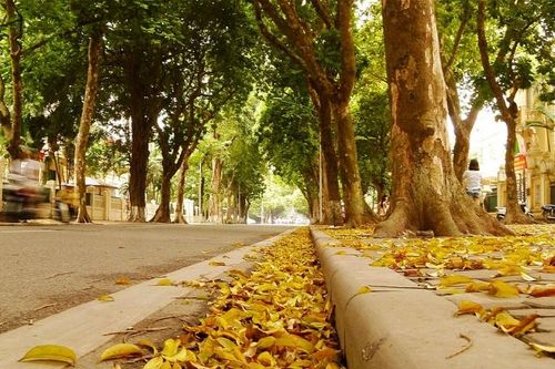 Hà Nội mùa heo may