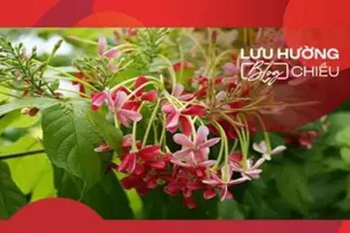 Sử quân tử đêm mưa