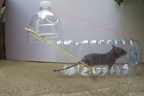 Tự chế bẫy bắt chuột bằng chai nhựa