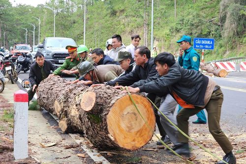 Thông cổ thụ ngã đổ, chắn ngang đèo Prenn Đà Lạt